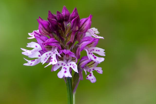 Neotinea dietrichiana (N.ustulata x N.tridentata)